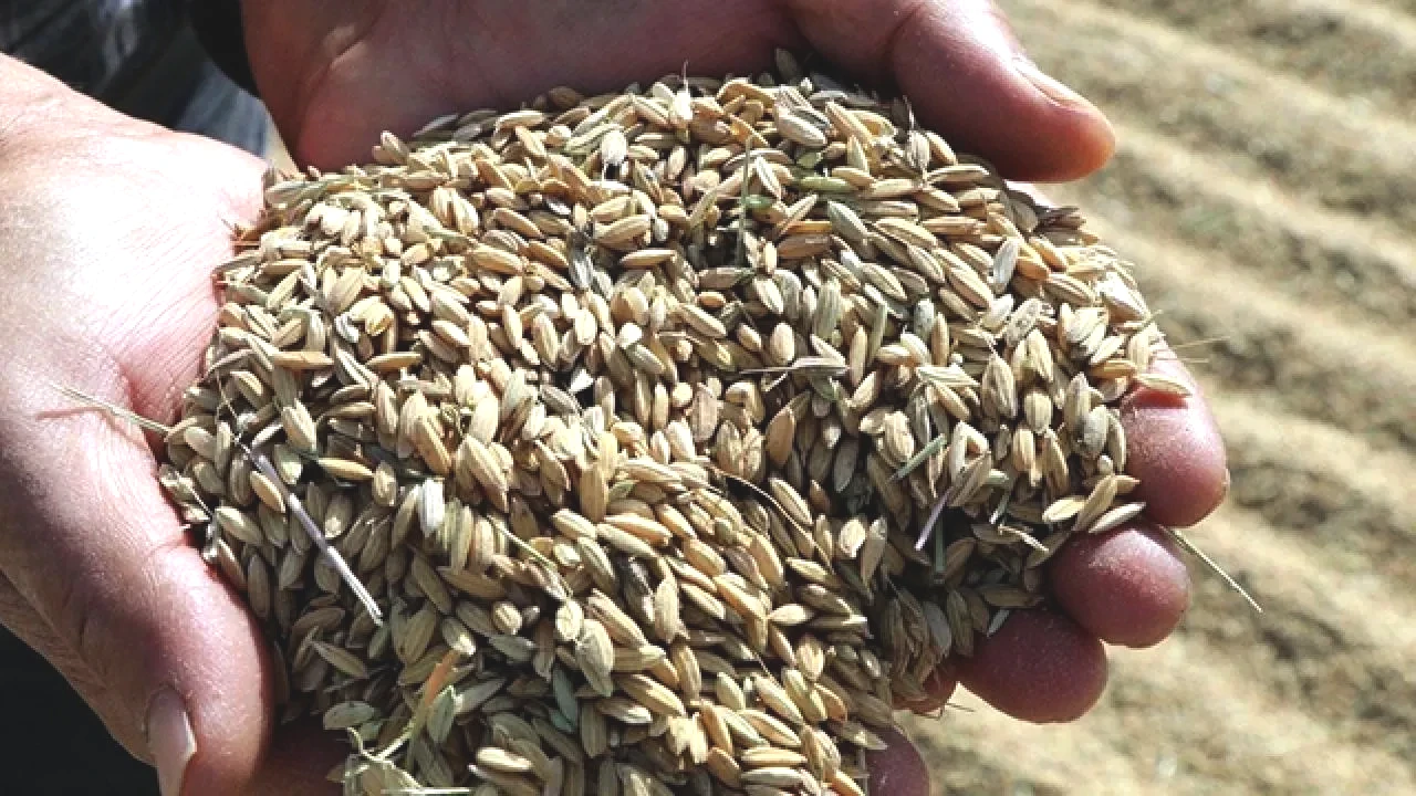 Çiftçinin Beklediği Fiyatlar Açıklandı! Çeltikte Ton Başına 45 Bin TL