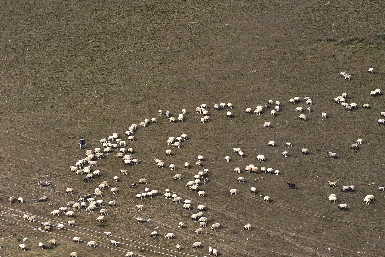 Hayvancılıkta Yeni Dönem! Ahırlar A'dan E'ye 5 Sınıfa Ayrılacak